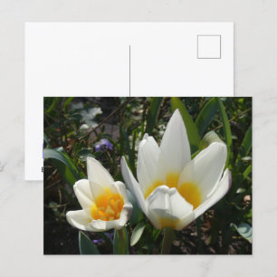 White Yellow Tulips DIY Postcard Feiertagspostkarte