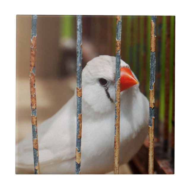 White Zebra Finch Bird in Cage Fliese (Vorderseite)