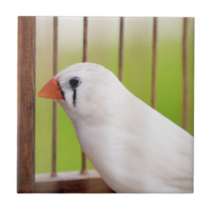 White Zebra Finch Bird in Cage Fliese