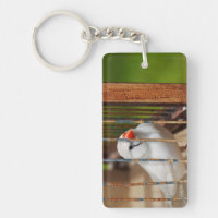 White Zebra Finch Bird in Cage