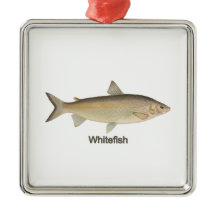 Whitefish