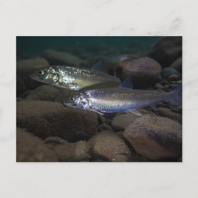 Whitefish Swimming Postkarte (Vorderseite)