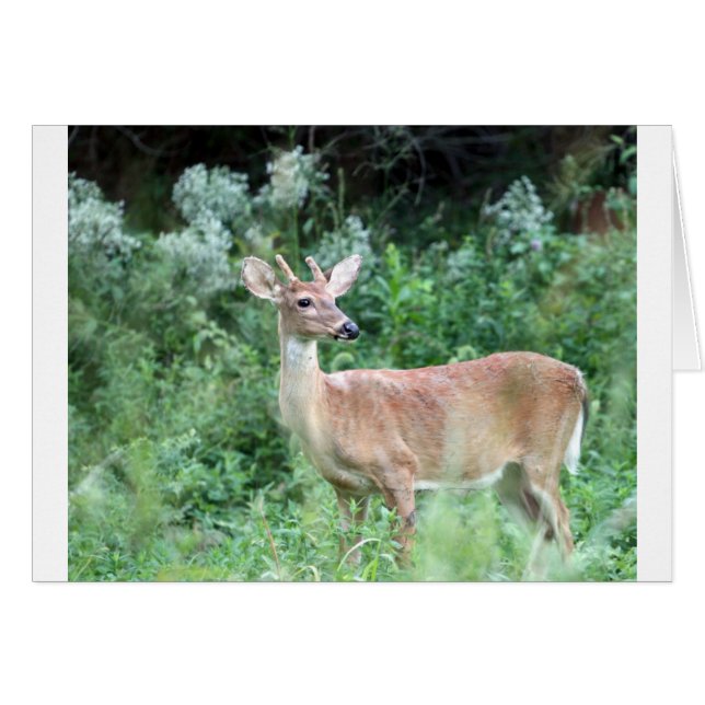 Whitetail Buck (Vorderseite (Horizontal))