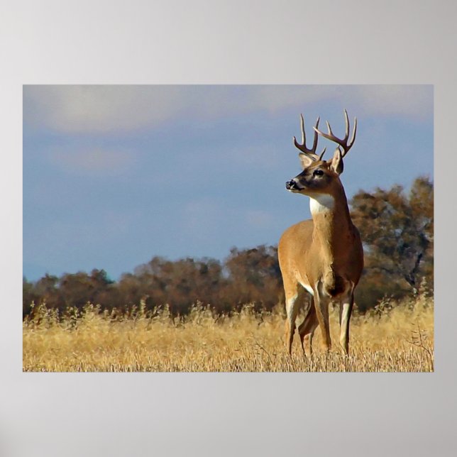 Whitetail Buck Gerahmt Print Poster (Vorne)