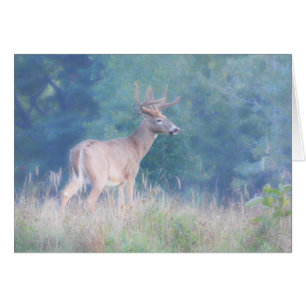 Whitetail Buck (Hirsch) in Summer Meadow Card