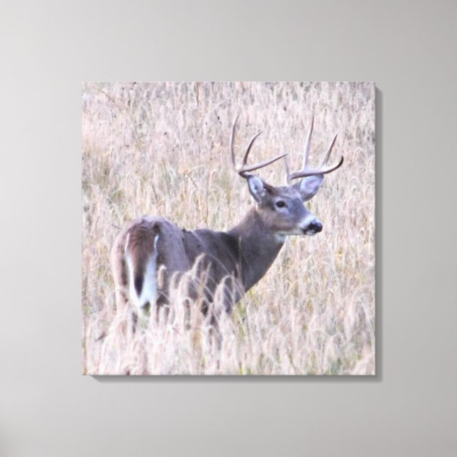 Whitetail Buck in Meadow Leinwanddruck (Vorderseite)