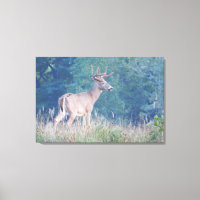 Whitetail Buck Nature Portrait