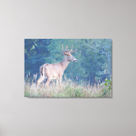 Whitetail Buck Nature Portrait Leinwanddruck