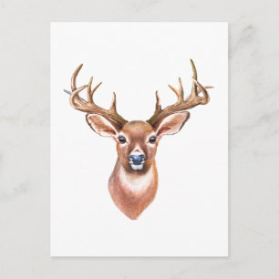 Whitetail Buck Postcard Postkarte