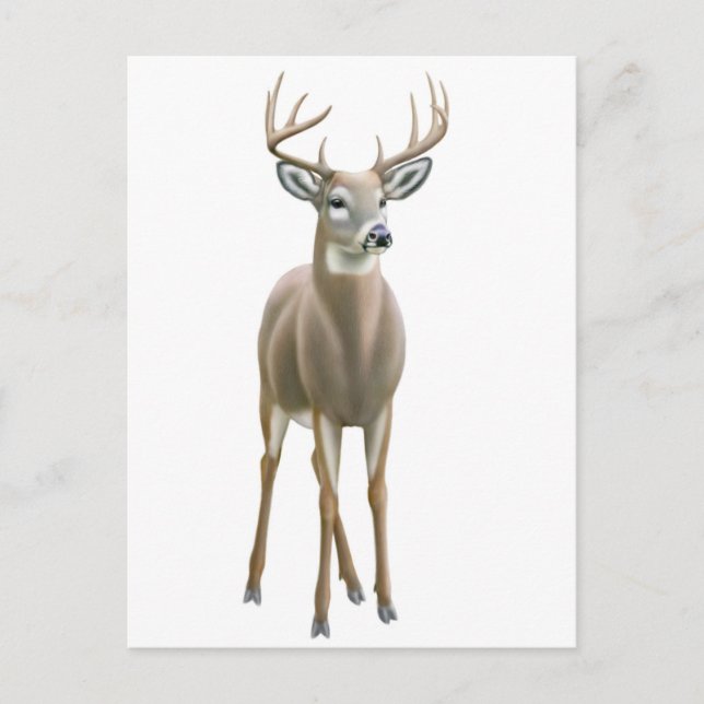 Whitetail Buck Postcard Postkarte (Vorderseite)