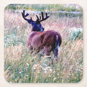 Whitetail Buck Summer Field Untersetzer