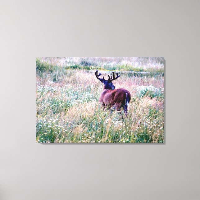 Whitetail Buck (Zurück) im Summer Field Leinwanddruck (Vorderseite)