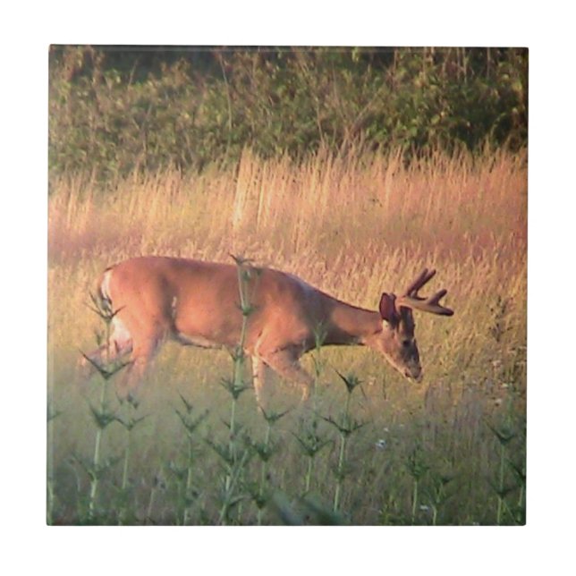 Whitetail Deer( Buck ) Dekorative Tile Fliese (Vorderseite)