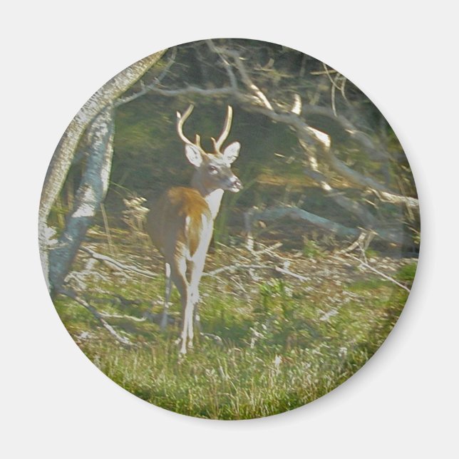 Whitetail Deer Buck OBX Magnet (Vorne)