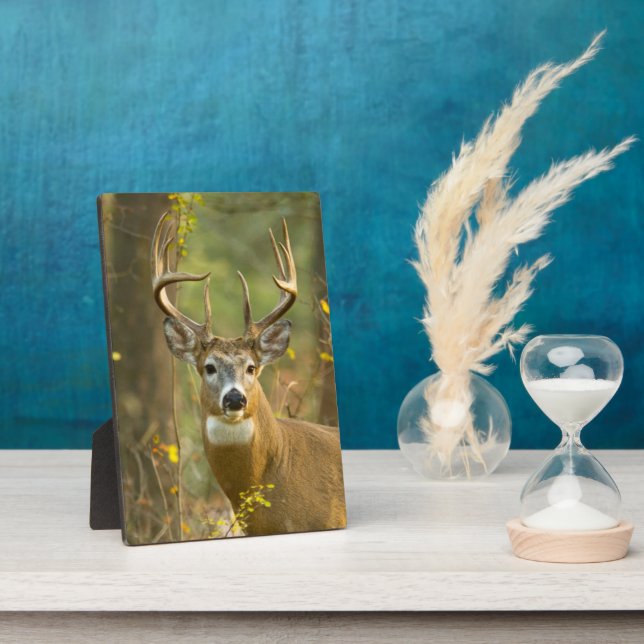 Whitetail Deer Buck | Weißfisch, Montana Fotoplatte (Seite)