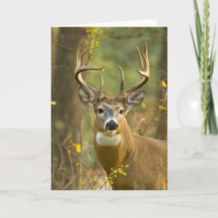 Whitetail Deer Buck   Weißfisch, Montana Karte
