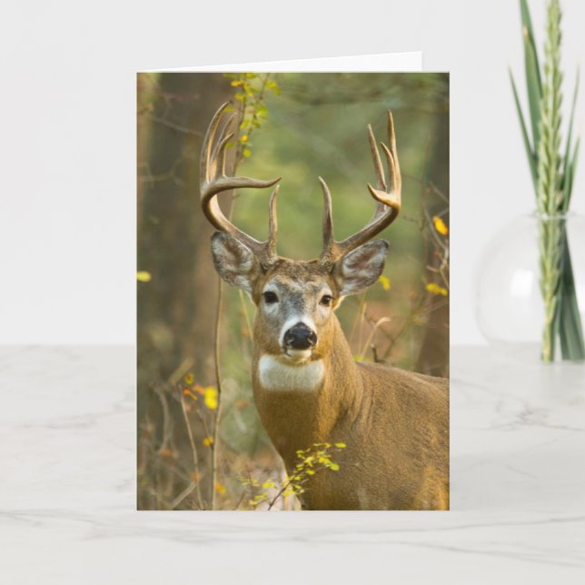Whitetail Deer Buck | Weißfisch, Montana Karte (Vorderseite)