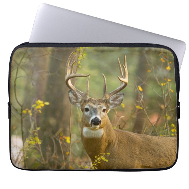 Whitetail Deer Buck | Weißfisch, Montana Laptopschutzhülle (Vorderseite)