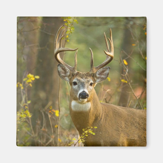 Whitetail Deer Buck | Weißfisch, Montana Magnet (Vorne)