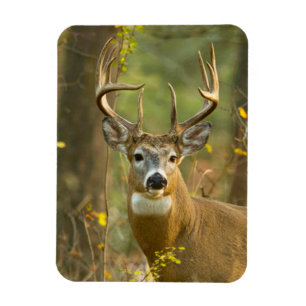 Whitetail Deer Buck   Weißfisch, Montana Magnet