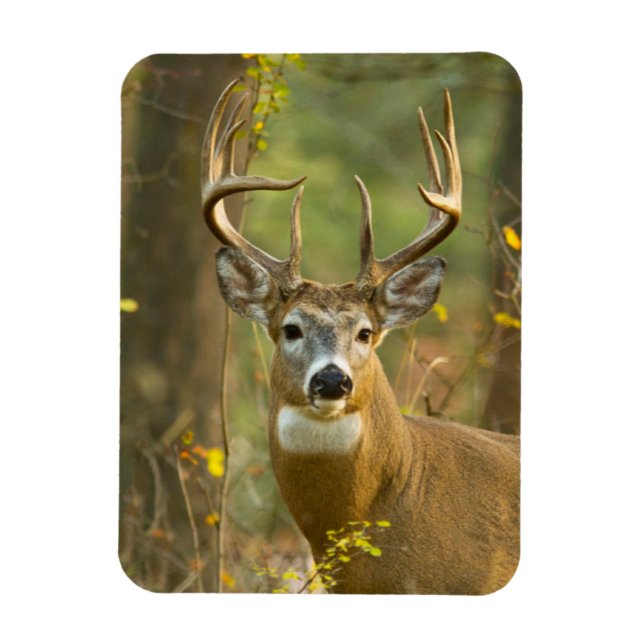 Whitetail Deer Buck | Weißfisch, Montana Magnet (Vertikal)