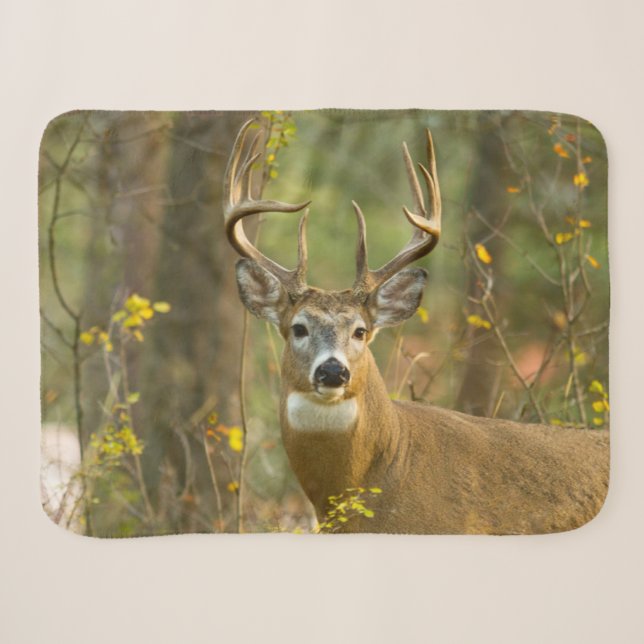 Whitetail Deer Buck | Weißfisch, Montana Sherpadecke (Vorderseite (Horizontal))