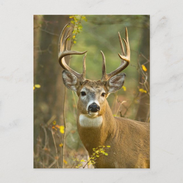 Whitetail Deer Buck | Whitefish, Montana Postkarte (Vorderseite)