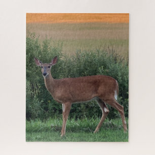Whitetail Deer Doe Hayfield in Abend Sunset