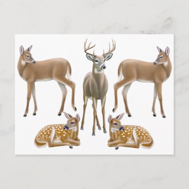Whitetail Deer Family Postcard Postkarte (Vorderseite)