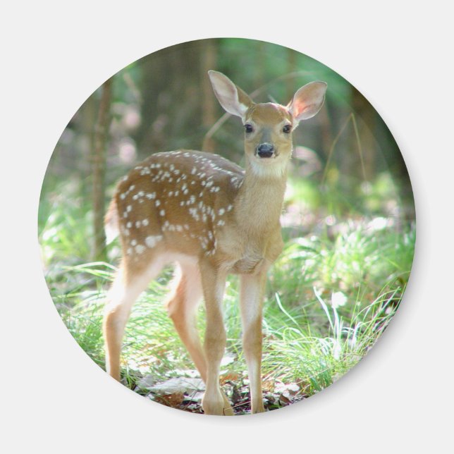 Whitetail Deer Fawn Magnet (Vorne)