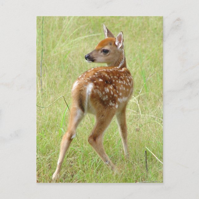 Whitetail Deer Fawn Postcard 6 Postkarte (Vorderseite)