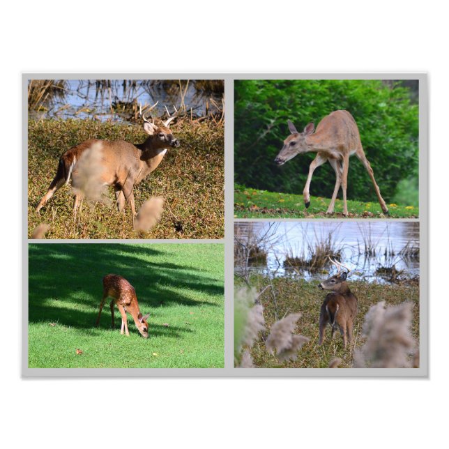 Whitetail Deer FotoCollage Fotodruck (Vorne)