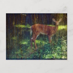 Whitetail Deer Postkarte