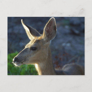 WhiteTail Deer Postkarte