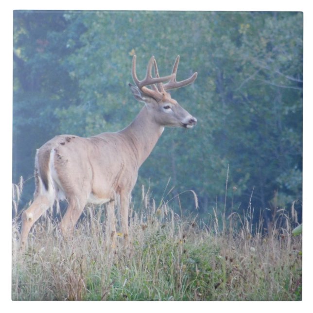 Whitetail Deer (Profil) Dekorative Tile Fliese (Vorderseite)