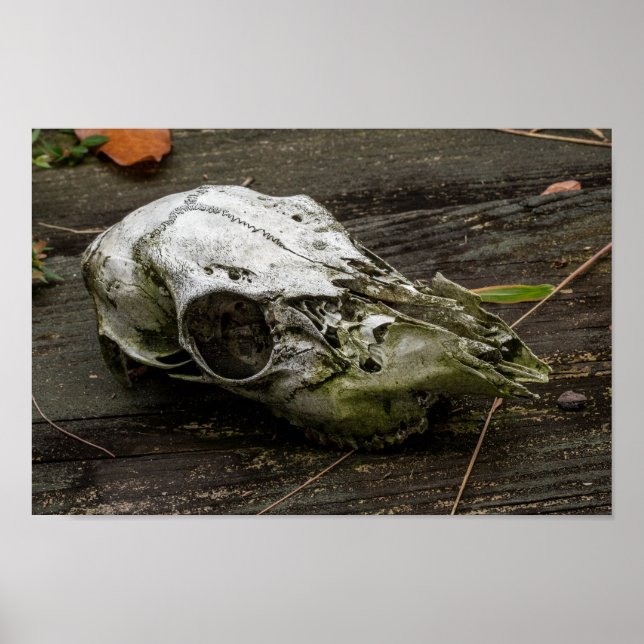 Whitetail Deer Skull Poster (Vorne)