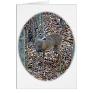 Whitetail Deer Spike Buck Serie