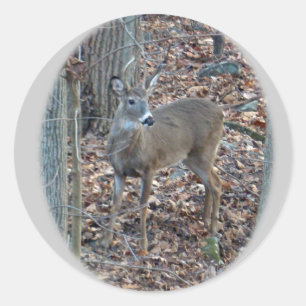 Whitetail Deer Spike Buck Serie Runder Aufkleber