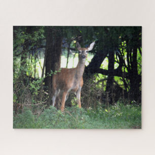 Whitetail Doe kommt aus dem Wald