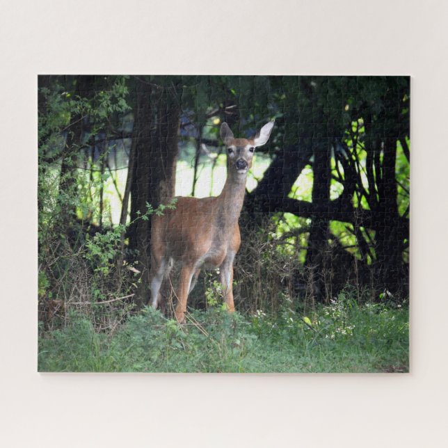 Whitetail Doe kommt aus dem Wald (Horizontal)