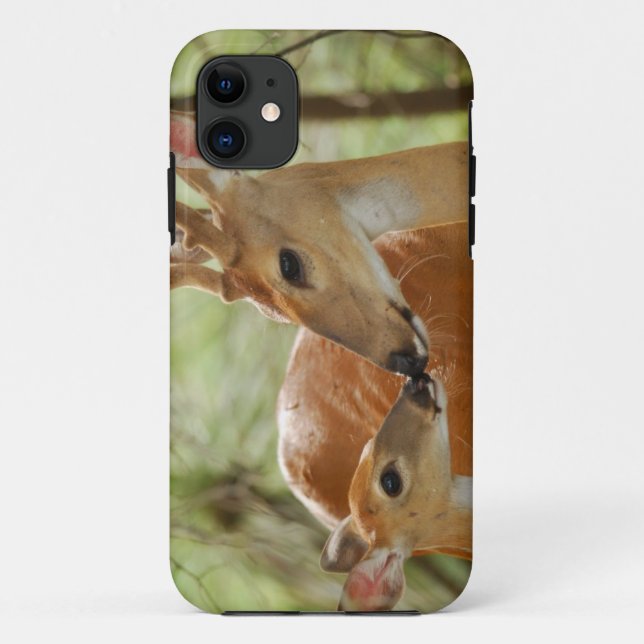 Whitetail-Dollar-und Kitz-Abbinden Case-Mate iPhone Hülle (Rückseite)