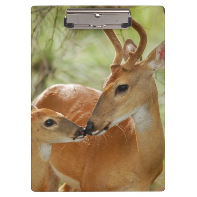 Whitetail-Dollar-und Kitz-Abbinden Klemmbrett (Vorderseite)