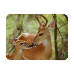 Whitetail-Dollar-und Kitz-Abbinden Magnet