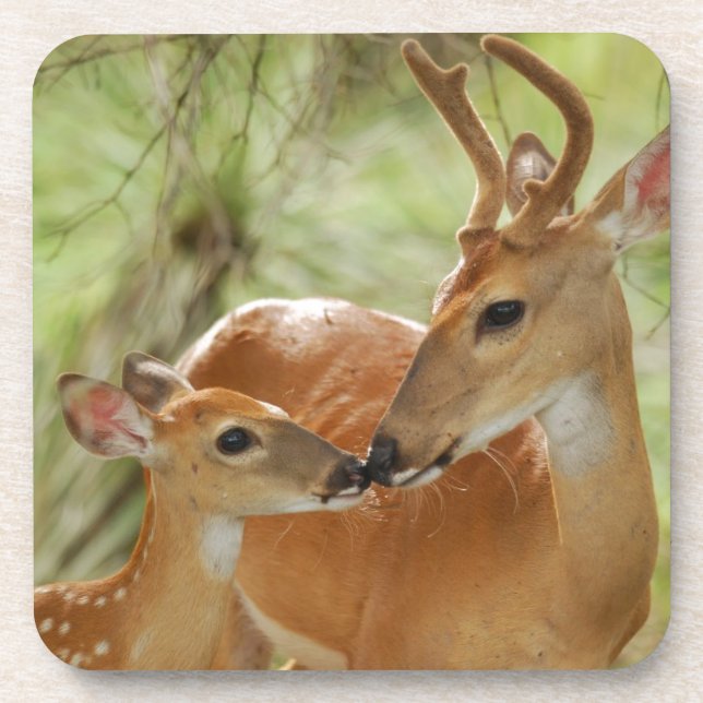 Whitetail-Dollar-und Kitz-Abbinden Untersetzer (Vorderseite)