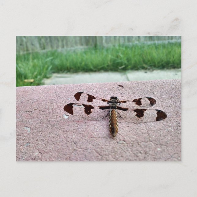 Whitetail Dragonfly Postcard Postkarte (Vorderseite)