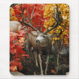Whitetail im Herbst Mousepad