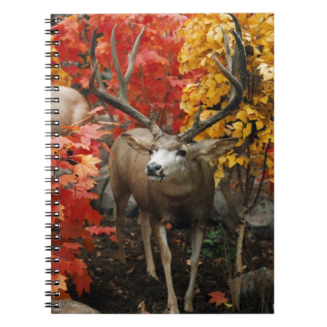 Whitetail im Herbst Notizblock (Vorderseite)