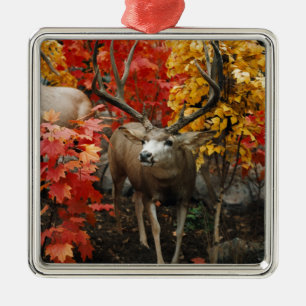 Whitetail im Herbst Ornament Aus Metall