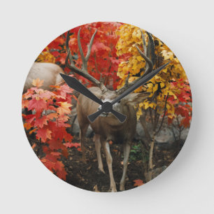 Whitetail In Autumn Runde Wanduhr