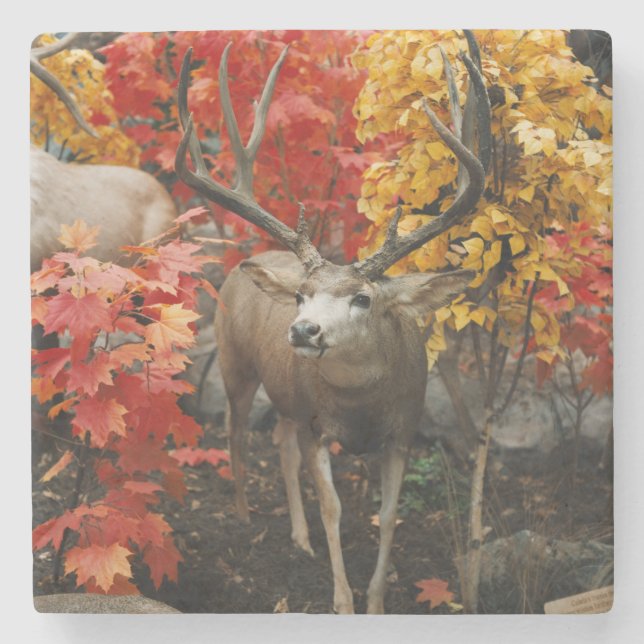 Whitetail In Autumn Steinuntersetzer (Vorderseite)